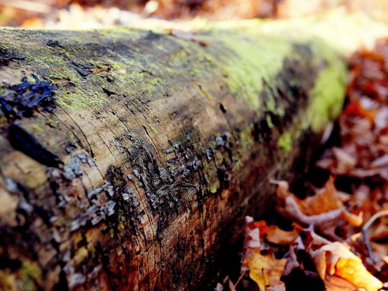 sudoku export puzzle screenshot 1